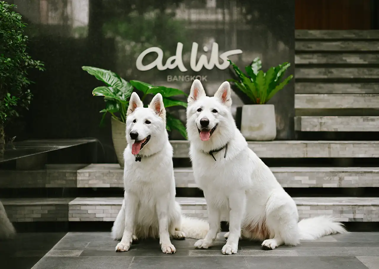 Pet-Friendly Stay